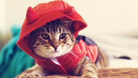 Adorable Cat in Devil Costume wallpaper