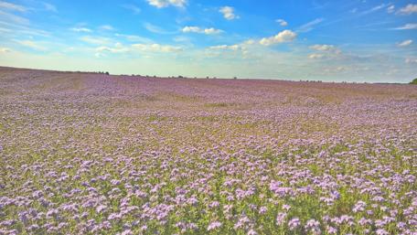 Serene Flowery Field Under a Bright Sky wallpaper