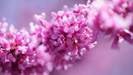 Blush of Spring Blossoms wallpaper