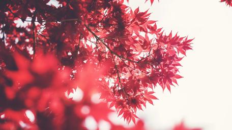 Vibrant Red Leaves Under a Calm Sky wallpaper