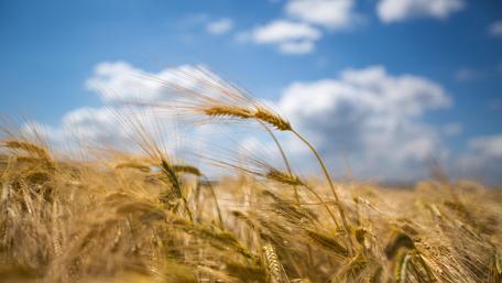 Golden Wheat Fields Under Summer Sky wallpaper