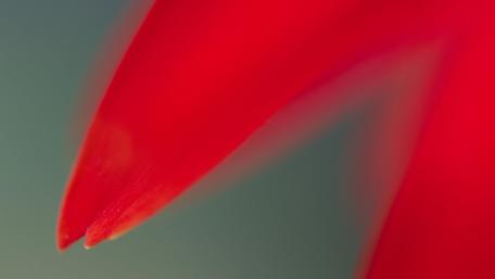 Vibrant Red Petal Detail in 4K Resolution wallpaper