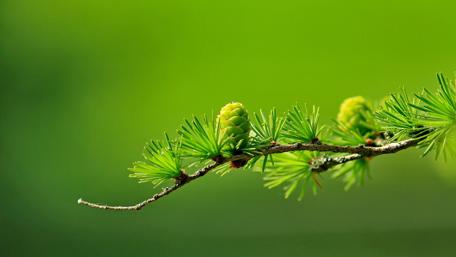 Pine Cone on a Twig in Focus wallpaper