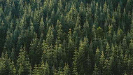 Lush Green Forest Canopy Wallpaper wallpaper