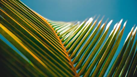 Lush Green Leaves in Vibrant Detail wallpaper