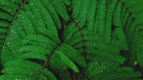 Vibrant Green Ferns with Water Droplets wallpaper