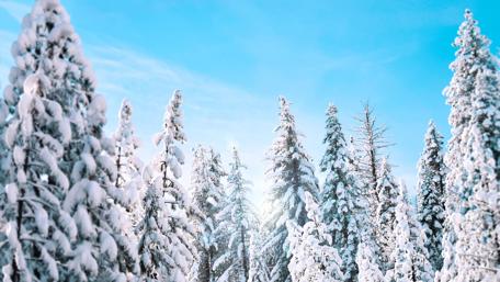 Winter Wonderland with Snow-Covered Pines wallpaper