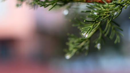 Glittering Water Drops on Greenery wallpaper