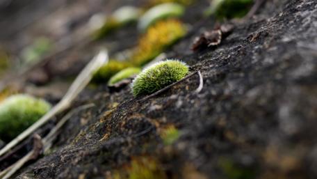 Lush Moss on a Rock Surface in Nature Scene wallpaper