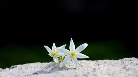 Elegant White Flowers Against Dark Background wallpaper