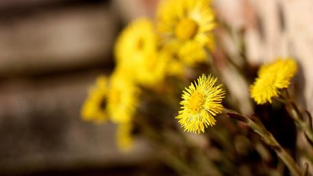 Bright Yellow Blooms in Soft Focus wallpaper