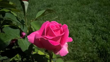 Vibrant Pink Rose in Blooming Garden wallpaper