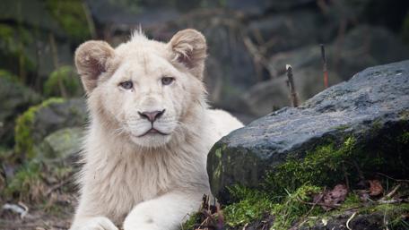 Majestic White Lion in Repose wallpaper