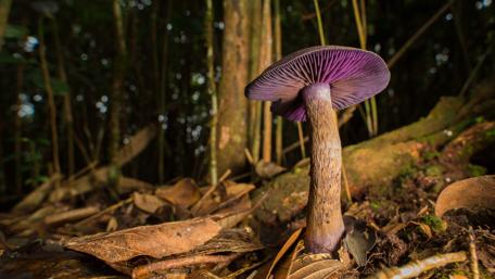 Forest Floor Majesty in Macro View wallpaper