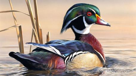 Vibrant Duck on a Tranquil Lake Surface wallpaper