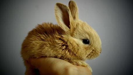 Adorable Bunny in Gentle Embrace wallpaper