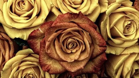 Yellow and Red Roses in Bloom wallpaper