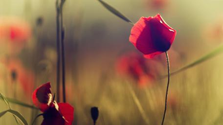 Vibrant Red Poppies in Bloom Amidst Nature's Beauty wallpaper