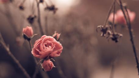 Elegant Rose Amidst Autumn Hues wallpaper