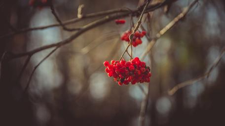Autumn Serenity with Twigs and Berries in 4K wallpaper