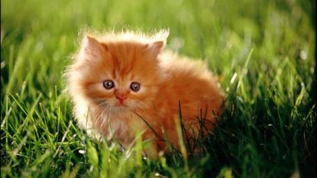 Cute Ginger Kitten in Summer Grass wallpaper