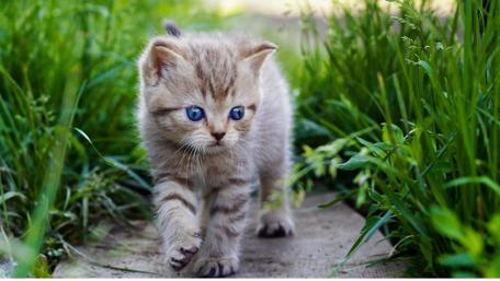 Cute Kitten Exploring a Green World wallpaper