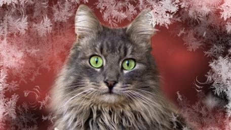 Majestic Cat Amidst Frosty Background wallpaper
