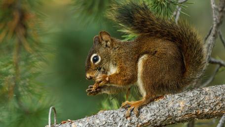 Charming Squirrel Among the Branches wallpaper