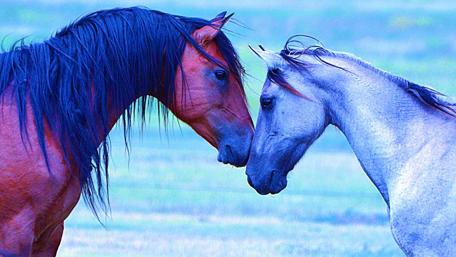 Tender Encounter of Majestic Horses wallpaper