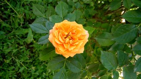 Vibrant Orange Rose in Nature's Embrace wallpaper