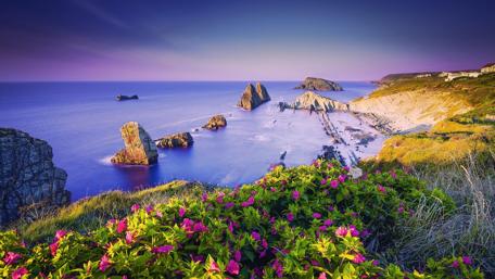 Stunning Beach View with Vibrant Flowers and Serene Waters wallpaper