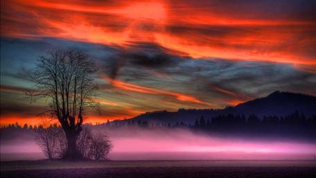 Lone tree in the misty field under the sunset wallpaper