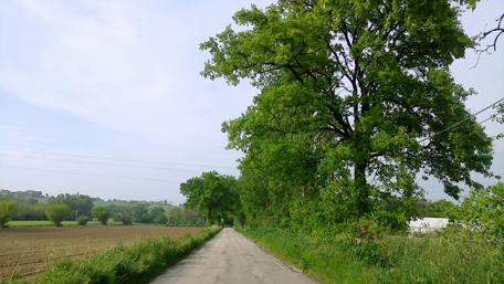 Serene Pathway Through Lush Greenery wallpaper