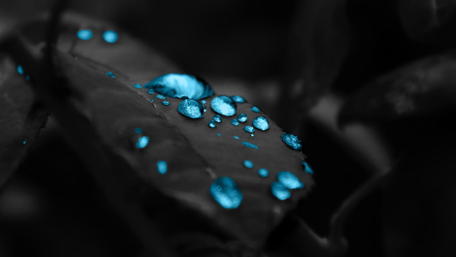 Sapphire Dew on Midnight Foliage wallpaper