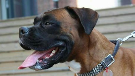 Joyful Boxer Dog Enjoying a Day Outdoors wallpaper
