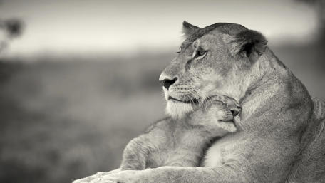 Loving Embrace in the Wild wallpaper