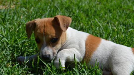Puppy Playtime in the Grass wallpaper