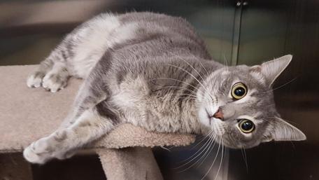 Charming Cat Relaxing on a Perch wallpaper