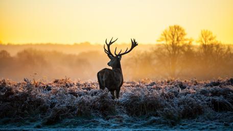 Golden Dawn Silhouette of a Majestic Deer wallpaper