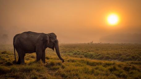 Majestic Elephant at Sunrise wallpaper