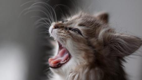 Yawning Kitten Close-Up wallpaper