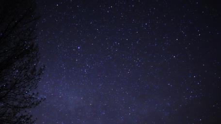 Starry Night Sky Above Silent Trees wallpaper