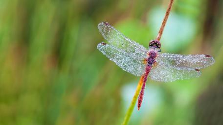Dragonfly's Morning Dew in Heath Forest wallpaper