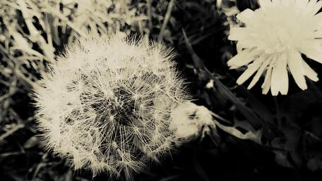 Gentle Whispers of Nature's Beauty wallpaper