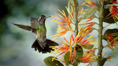 Vibrant Hummingbird Among Colorful Blooms wallpaper