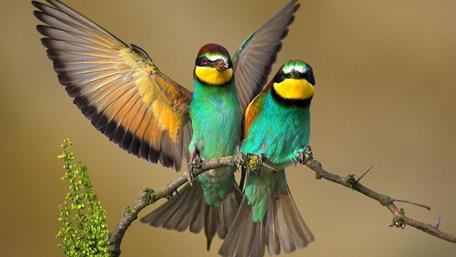 Vivid Wings in Perfect Harmony wallpaper
