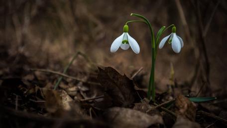 Delicate Snowdrops Blooming in Early Spring wallpaper
