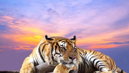 Majestic Tiger at Sunset Moment wallpaper