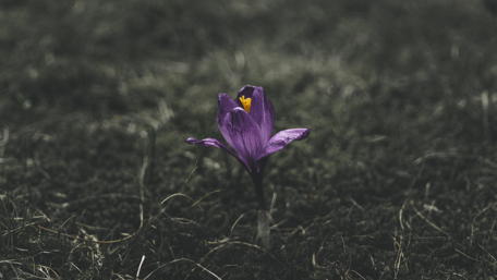 Dark Elegance of a Crocus Flower in 4K Resolution wallpaper