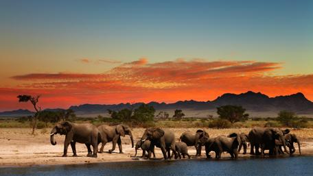 Elephants Roaming the Vibrant Savanna wallpaper